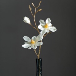 Magnolia 80 blanc/or Fiore Leonardo