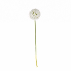 allium XL, vert l. 60 cm fleur artificielle d'ail blanche